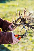 Woman planting a bare-root pear tree in winter. Root tip refreshment: cut off damaged parts.