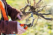 Woman planting a bare-root pear tree in winter. Root tip refreshment: cut off damaged parts.