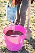 Woman planting a bare-root pear tree in winter. Preparing a praline, a mixture of clay and compost.