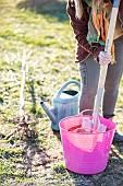 Woman planting a bare-root pear tree in winter. Preparing a praline, a mixture of clay and compost.