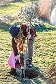 Woman planting a bare-root fruit tree (a tall pear tree) in winter. Pouring the remaining praline into the planting hole.