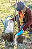 Woman planting a bare-root pear tree in winter. Addition of soil improver (crushed chitin) to promote soil biological activity.