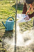 Woman planting a bare-root pear tree in winter. Addition of soil improver (crushed chitin) to promote soil biological activity.