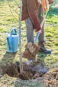 Woman planting a bare-root pear tree in winter. Filling the planting hole.