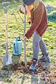 Woman planting a bare-root pear tree in winter. Positioning the tree at the base.