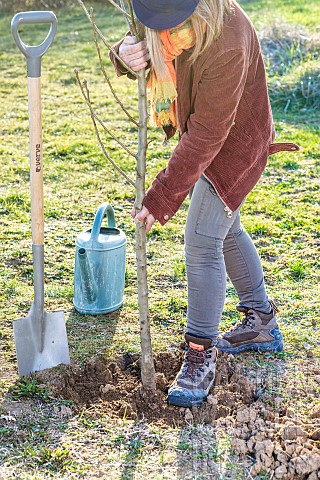 Woman_planting_a_bareroot_pear_tree_in_winter_Positioning_the_tree_at_the_base