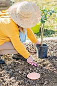 Planting a citrus tree using an irrigation jar (oya) buried at the base.