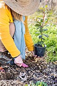 Woman planting a laurel in a vegetable garden.