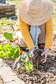 Woman bringing RCW (composted wood chips) to a small vegetable garden.