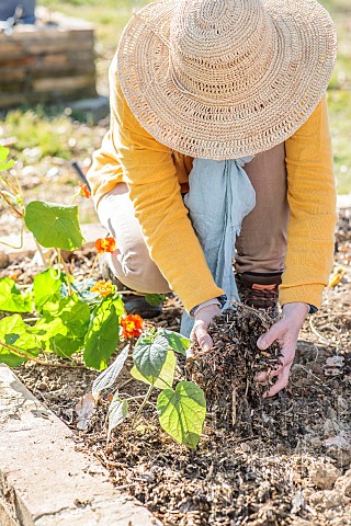 Woman_bringing_RCW_composted_wood_chips_to_a_small_vegetable_garden