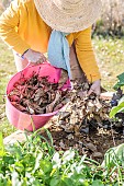 Woman mulching walnut (Juglans) leaves in her vegetable garden. Contrary to popular belief, these leaves are not toxic.