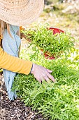 Woman harvesting GoldenFrills Japanese mustard.