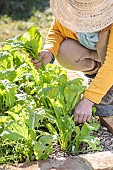 Woman harvesting Shantouchuncai Chinese mustard.