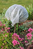 Protecting a small conifer against summer drought: Shading reduces the dryness of the air around the needles and limits the risk of drying out.