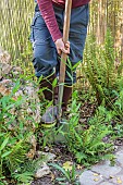 Removing shoots from a trailing bamboo plant