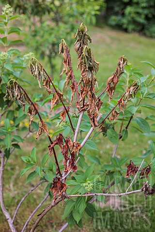 Dieback_on_Hydrangea_paniculata_due_to_Phytophthora_ramorum_a_parasitic_fungus_emerging_in_Europe