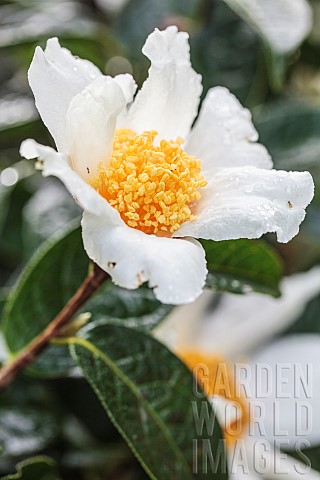 Flower_of_Camellia_granthamiana_an_IUCN_Red_List_species_Grown_in_the_Pyrnes_Atlantiques_France