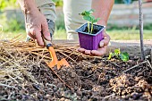 Planting squash seedlings outdoors at the end of the winter.