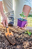 Planting squash seedlings outdoors at the end of the winter.