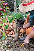 Woman planting a Dregea vine at the foot of an apple tree in autumn.