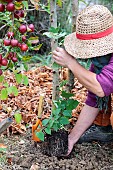 Woman planting a Dregea vine at the foot of an apple tree in autumn.