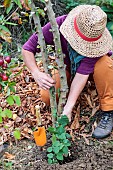 Woman planting a Dregea vine at the foot of an apple tree in autumn.