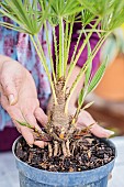 Potted plant in an unleavened pot (Chamaerops): the strength of the roots pushes the plant upwards and exposes the base, requiring repotting.