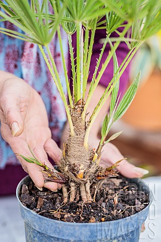 Potted_plant_in_an_unleavened_pot_Chamaerops_the_strength_of_the_roots_pushes_the_plant_upwards_and_