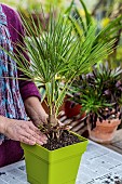 Repotting a palm tree (Chamaerops), the base of which was heaving.