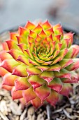Sempervivum hybride Gold Nugget in winter, colored red.
