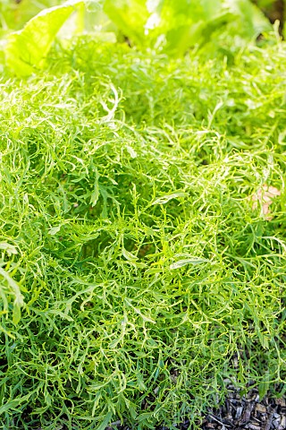 Chinese_mustard_Brassica_juncea_Golden_Frills_late_winter_under_cover