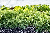 Asian mustard grown under cover at the end of winter.