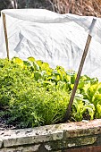 Asian mustard grown under cover at the end of winter.