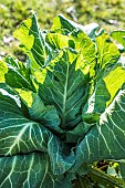 Cabbage Filderkraut,  an old variety with a very large head.