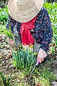 Woman weeding daffodils in spring.
