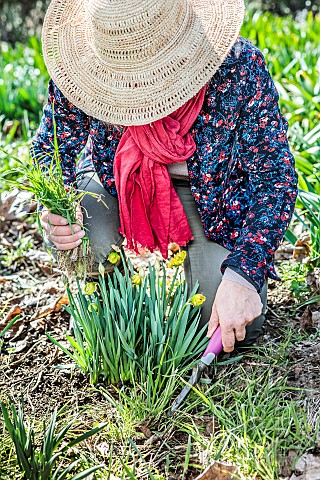 Woman_weeding_daffodils_in_spring