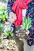 Woman holding displaced bulbs in spring.