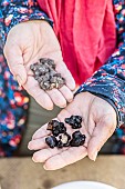 Woman holding anemone tubers, one soaked, the other still dehydrated.