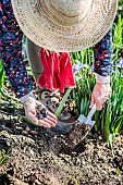 Woman planting tubers of anemones.