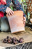Woman planting potted royal lilies: choice of container, taller than it is wide.