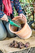 Woman planting royal lilies in a pot: adding potting soil to the pot.