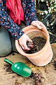 Woman planting royal lilies in a pot: bulbs are placed halfway up the pot.