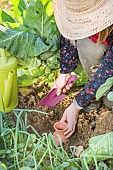 Setting up an oyas, or buried growing jar, in the vegetable garden.