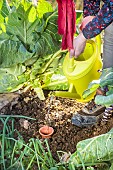 Setting up an oyas, or buried growing jar, in the vegetable garden.