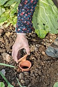 Setting up an oyas, or buried growing jar, in the vegetable garden.