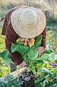 Woman harvesting Filderkraut cabbage, an old variety with a very large head.