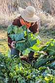 Woman harvesting Filderkraut cabbage, an old variety with a very large head.