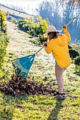 Woman raking up fallen leaves (from a walnut tree) on a lawn in winter.