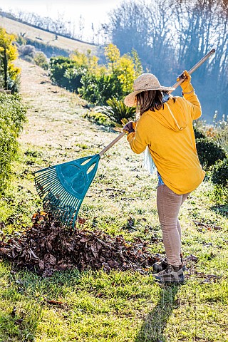 Woman_raking_up_fallen_leaves_from_a_walnut_tree_on_a_lawn_in_winter