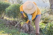 Woman mulching the base of a shrub with green waste from the cleaning of perennial plants: direct recycling of green waste as mulch in the garden.